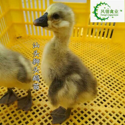 南宁狮头鹅苗 汕头鹅