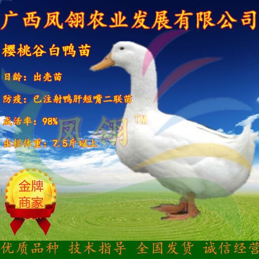 南宁樱桃谷大白鸭苗