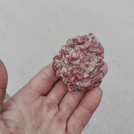 鱼台县毛木耳 鲜木耳 特级 
