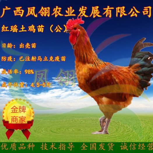 南宁红瑶鸡苗 公 昆明贵阳专车直发