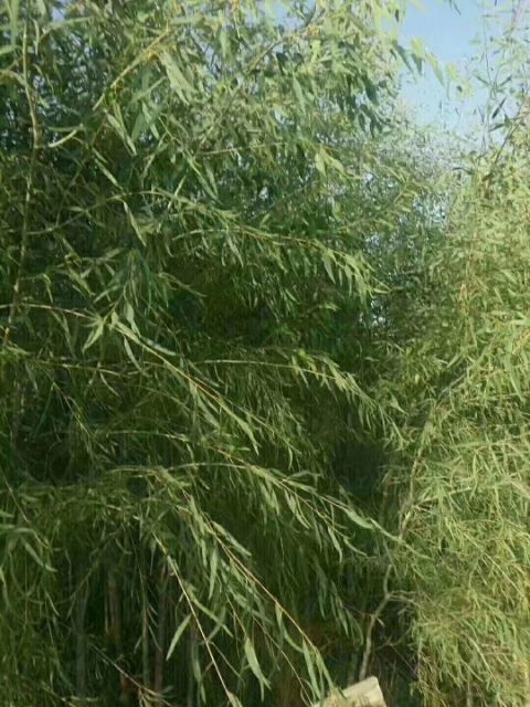 玉门市速生柳