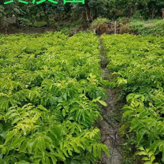灵山县黑黄皮果苗 苗场直销！正宗！包邮！包邮！！