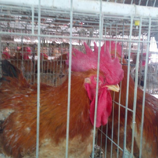 南宁K9鸡苗  882肉鸡苗