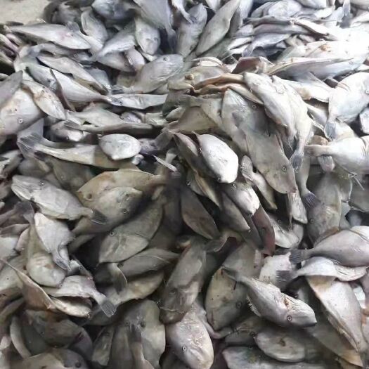 北海冰冻马面鱼 