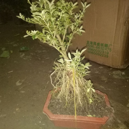 平邑县六月雪盆栽