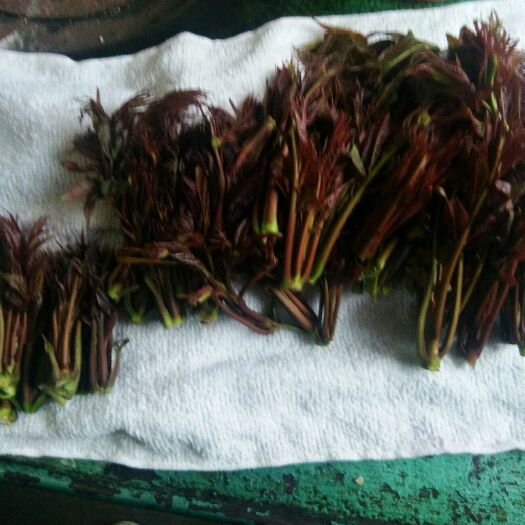 惠水县红香椿芽 9~12cm 