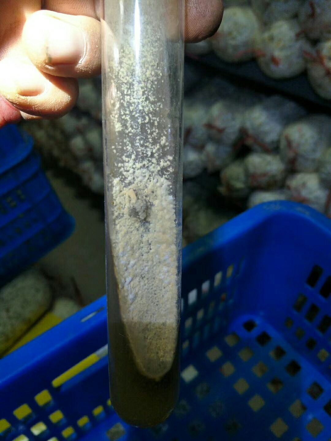羊肚菌菌种  羊肚菌一级试管母种，