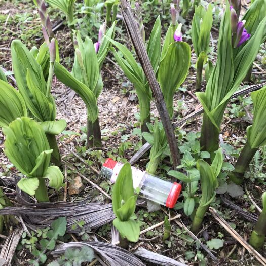 杭州紫花白芨苗 紫花三叉大白及 紫花白芨