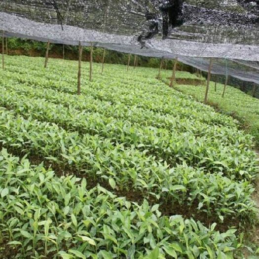 文山市草果苗 丛生苗 0.5米以下 
