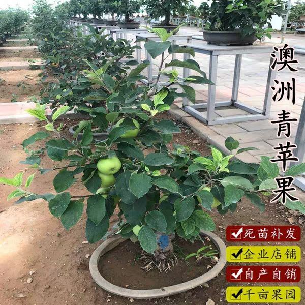 苹果盆栽果树苗红富士  鸡心果 盆栽