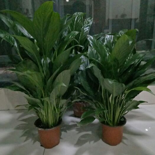 沭阳县白掌 