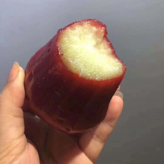 灵山县大叶红莲雾苗 