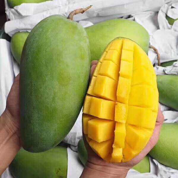 大青芒 10两以上