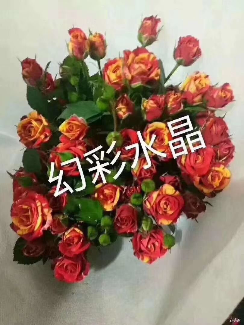 多头玫瑰  小苗