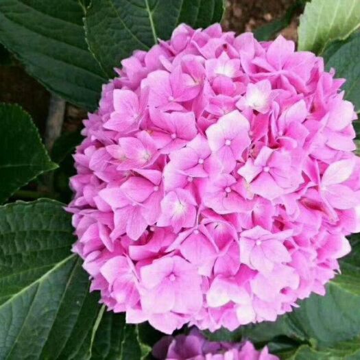 昆明大八仙花 