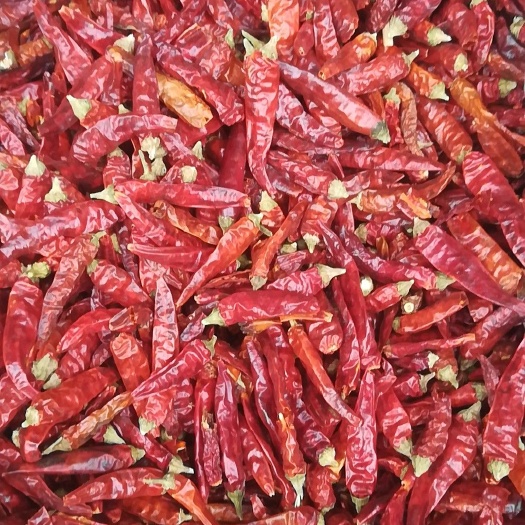 漯河天宇干辣椒