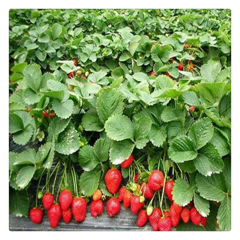 妙香草莓苗 10~20公分 地栽苗 