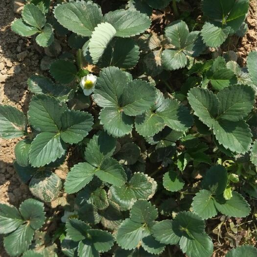 平邑县蒙特瑞草莓苗 10~20公分 地栽苗 
