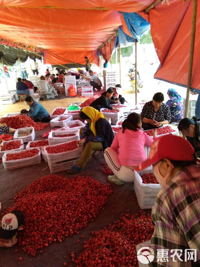 美早樱桃 山东省青岛市平度市 一级