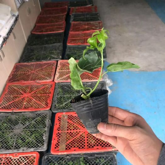 桂林黄金百香果苗