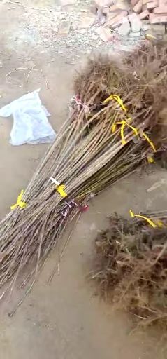 泰安玛瑙红樱桃树苗 