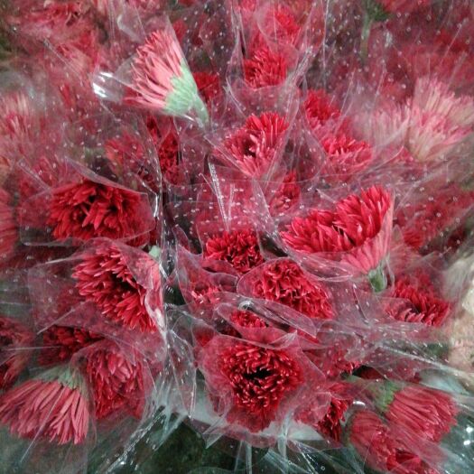 昆明非洲菊  拉丝