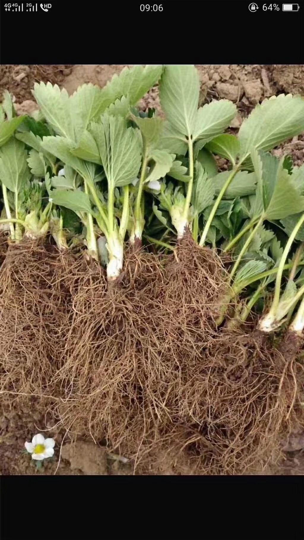 供应大厅  种子种苗  草莓苗  商家 刘领弟 身份认证: 经营模式:种植