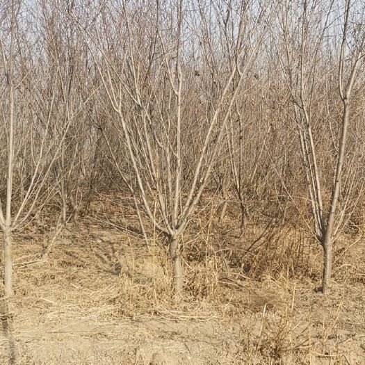 博野县 碧桃 红叶碧桃 碧桃苗 河北碧桃 碧桃价格