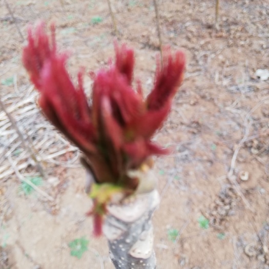嵩县红香椿芽 6~9cm 