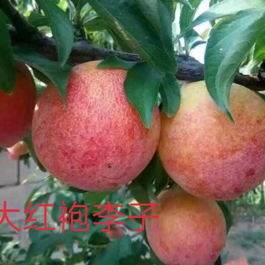 朝阳县大红袍李子苗 