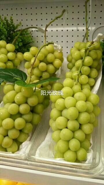 卢龙县阳光玫瑰葡萄苗 嫁接苗 裸根苗