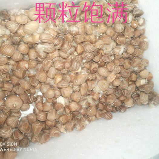 遂溪县独杆发财树 