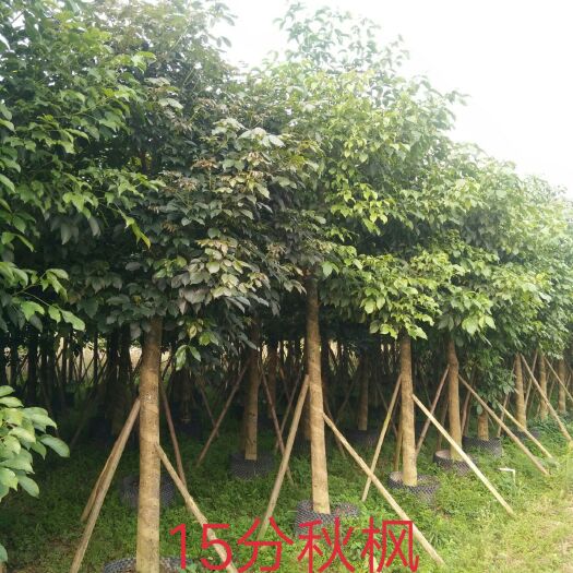 南宁秋枫树 