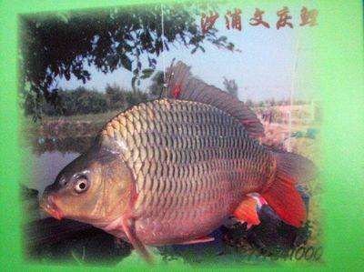 佛山鲤鱼苗 