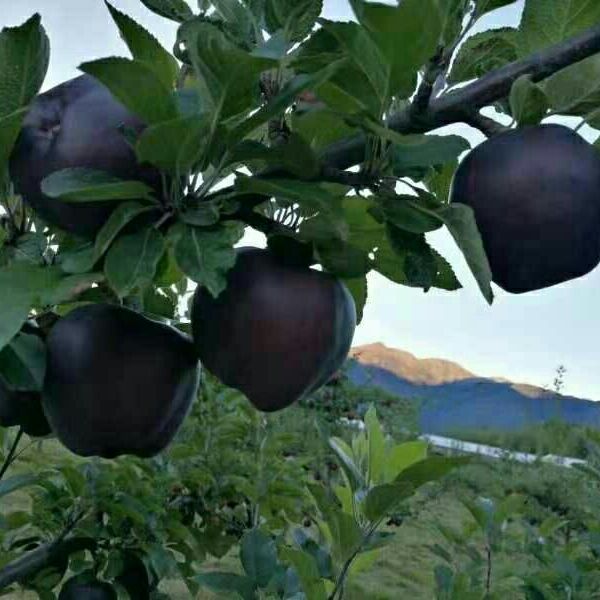 大绵球山楂树苗 