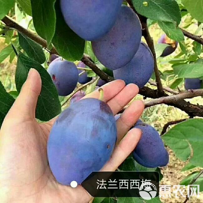 大绵球山楂树苗 