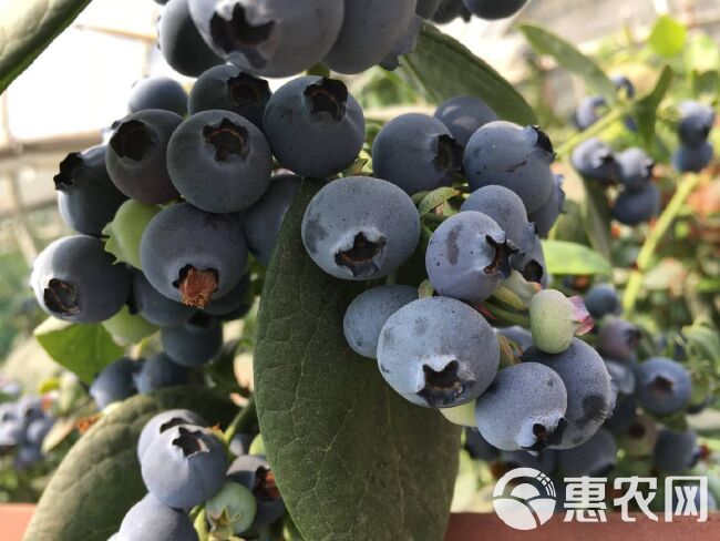 南高丛蓝莓 15mm以上 鲜果