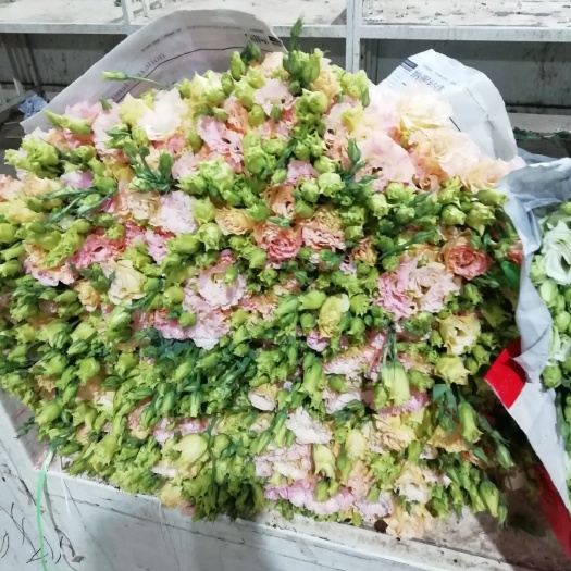 昆明洋桔梗  洋桔梗