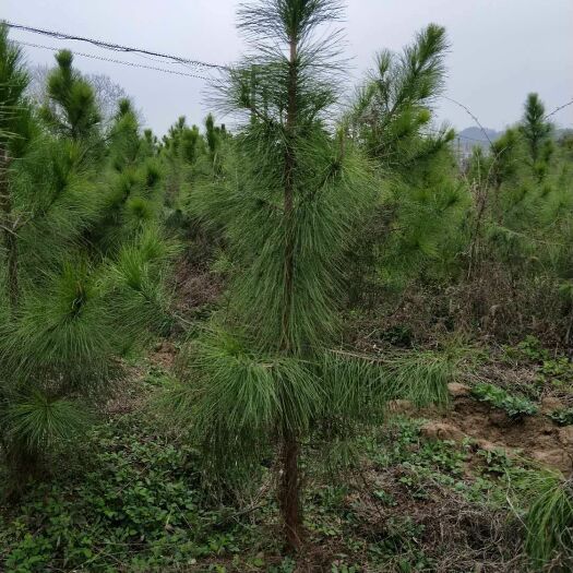 通道县马尾松 1~1.5米 