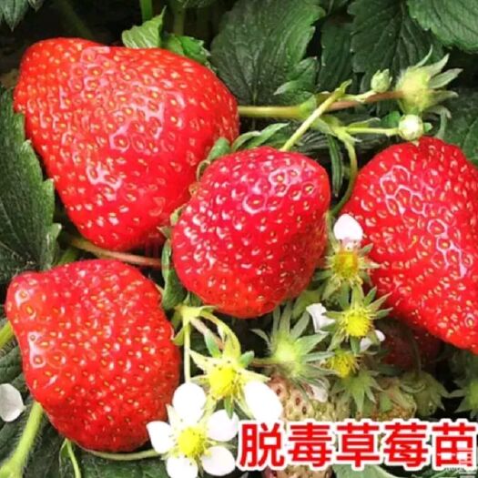 泰安甜查理草莓苗 20~30公分 地栽苗