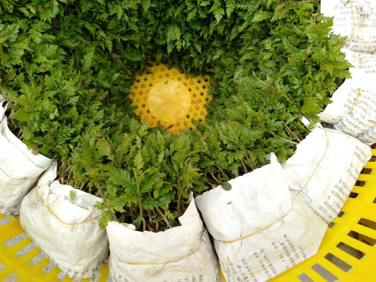 杨梅实生苗 包邮 杨梅小苗 奶苗