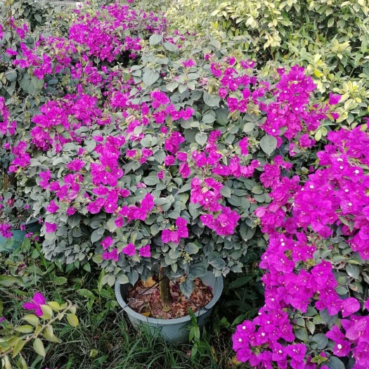 漳浦县紫花三角梅 0.5~1.0米 