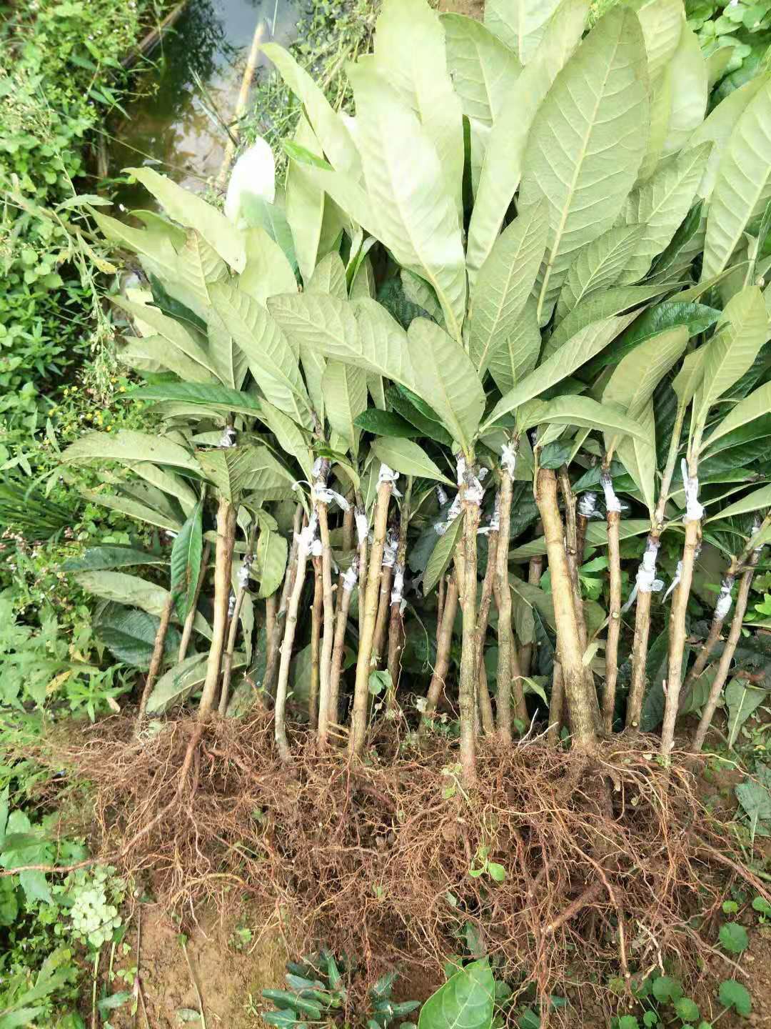 枇杷种子  大五星！长虹！早中6号！正品苗