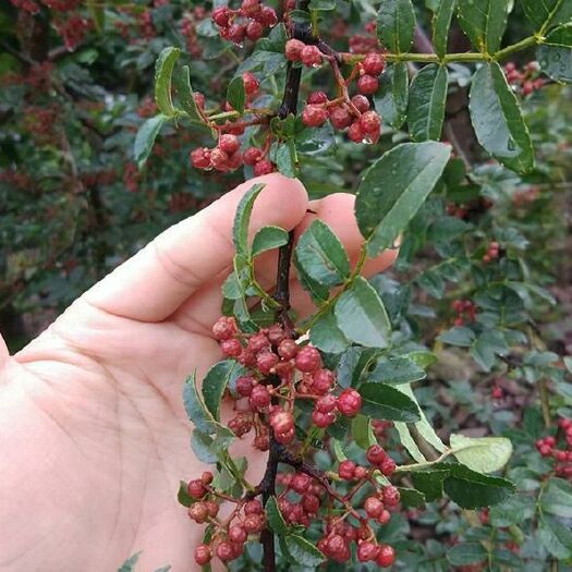 鲁山县凤椒 一级 干花椒 
