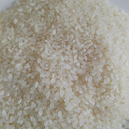 密山市东北大米 一等品 一季稻 粳米