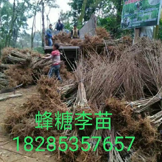 镇宁县蜂糖李树苗 大弄袍发源地