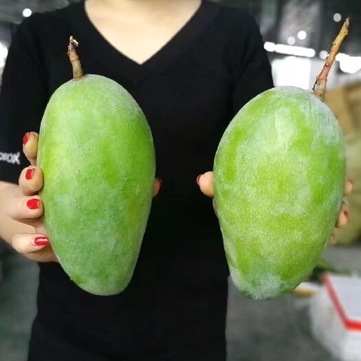灵山县金煌芒果苗 
