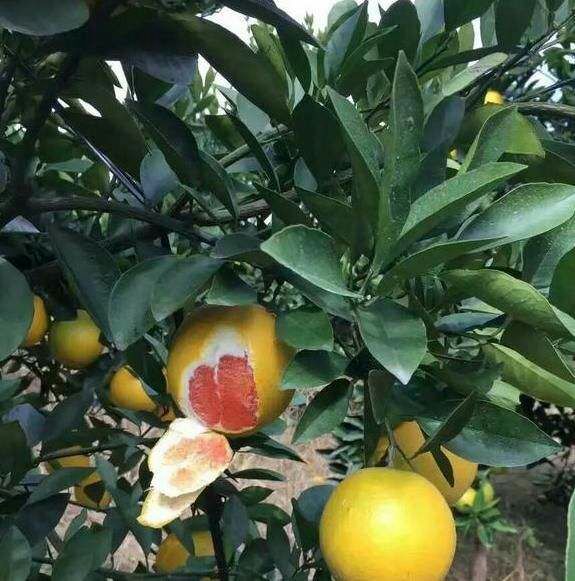 血橙苗 嫁接苗 0.5~1米 