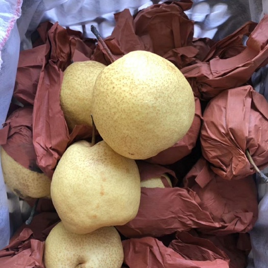 隰县酥梨 55mm以上 300-350g