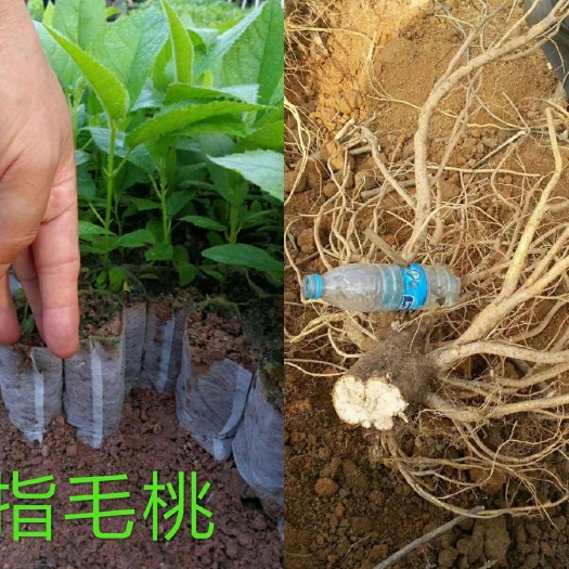 灵山县五指毛桃 基地直销果苗！欢迎订购！正品苗